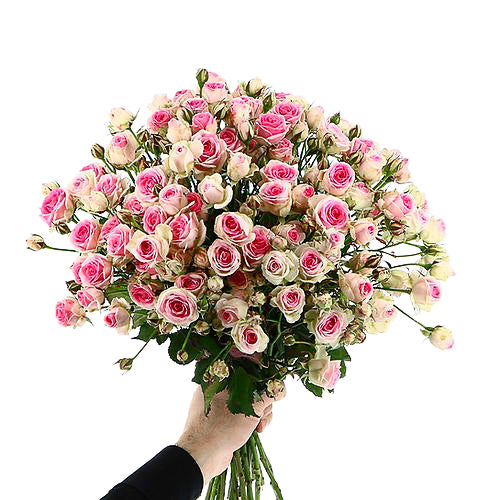 MIMI EDEN PURE ROSES