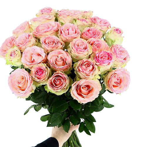 PURE PINK ROSES