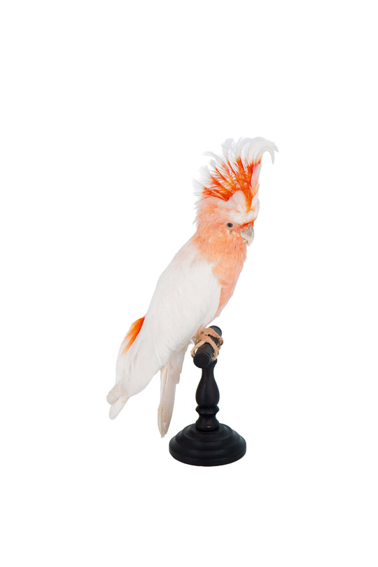 Freigestelltes Inkakakadu-Präparat ohne Hintergrund, natürlich verstorben – Bahlmann Showroom München