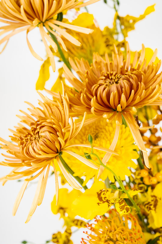HERBSTLEUCHTEN