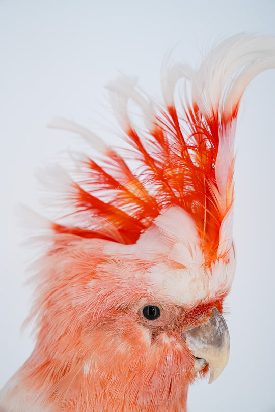 Ausgestopftes Inkakakadu-Präparat in Nahaufnahme, natürlich verstorben – Bahlmann Showroom München