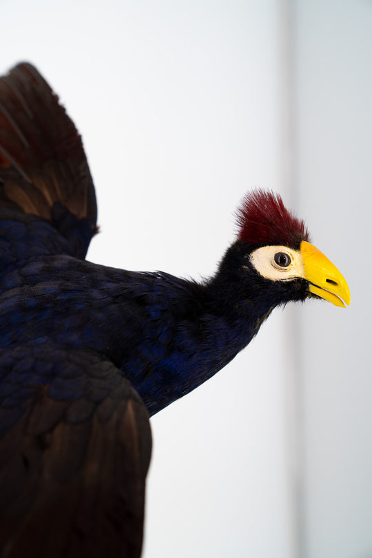 Eine Nahaufnahme des Kopfes eines ausgestopften Lady Ross Turacos, mit Dunkelblau / Bordeaux-rot schimmerndem Gefieder. Ausgestellt im Bahlmann Showroom in München.
