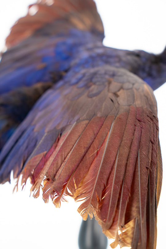 Eine Ganzkörperaufnahme eines Flügels des Lady Ross Turacos, mit Dunkelblau / Bordeaux-rot schimmerndem Gefieder. Ausgestellt im Bahlmann Showroom in München.
