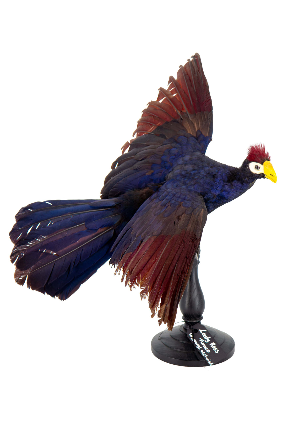 Eine Ganzkörperaufnahme eines ausgestopften Lady Ross Turacos, mit Dunkelblau / Bordeaux-rot schimmerndem Gefieder. Ausgestellt im Bahlmann Showroom in München.