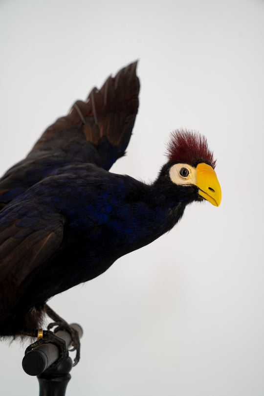 Ein ausgestopfter Lady Ross Turaco, mit Dunkelblau / Bordeaux-rot schimmerndem Gefieder, der in die Kamera schaut. Ausgestellt im Bahlmann Showroom in München.