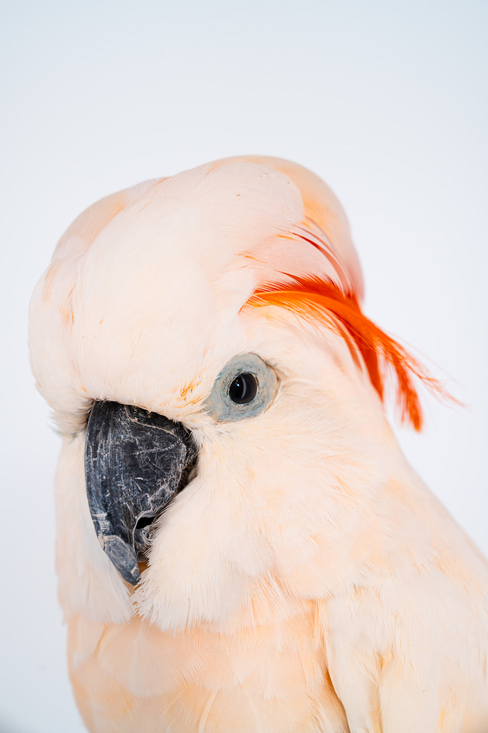 Eine Nahaufnahme des Kopfes eines ausgestopften Molukken Kakadus, der auf einem Stück Holz sitzt. Eine großer Kakadu mit zart orangefarbenem Gefieder und einem orange leuchtenden Kamm. Ausgestellt im Bahlmann Showroom in München.