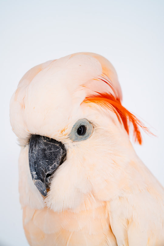 Eine Nahaufnahme des Kopfes eines ausgestopften Molukken Kakadus, der auf einem Stück Holz sitzt. Eine großer Kakadu mit zart orangefarbenem Gefieder und einem orange leuchtenden Kamm. Ausgestellt im Bahlmann Showroom in München.