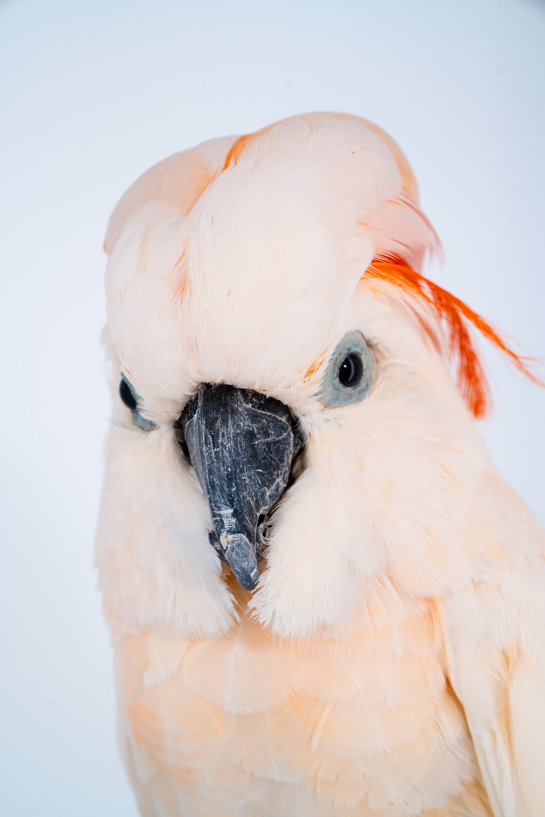 Das Porträt eines ausgestopften und präparierten Molukken Kakadus, der direkt in die Kamera schaut. Eine großer Kakadu mit zart orangefarbenem Gefieder und einem orange leuchtenden Kamm. Ausgestellt im Bahlmann Showroom in München.