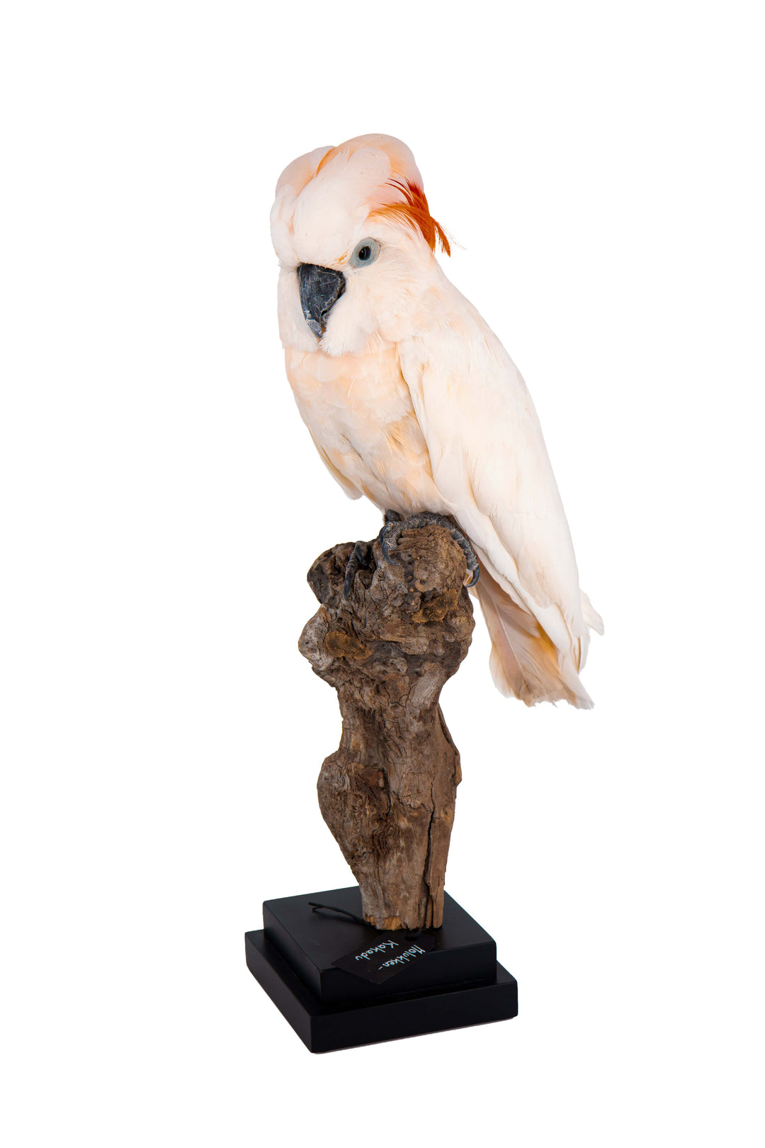 Eine Ganzkörperaufnahme eines Molukken Kakadus, der auf einem Stück Holz sitzt. Eine großer Kakadu mit zart orangefarbenem Gefieder und einem orange leuchtenden Kamm. Ausgestellt im Bahlmann Showroom in München.