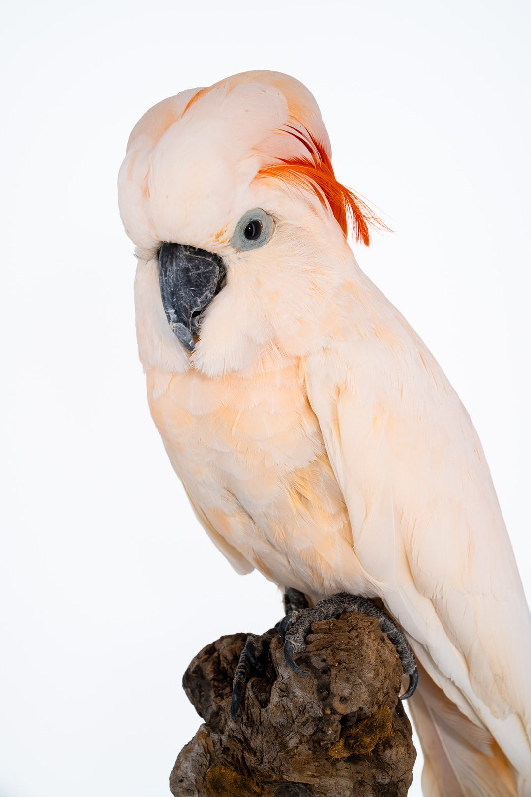 Eine Ganzkörperaufnahme eines Molukken Kakadus, der auf einem Stück Holz sitzt und im Profil fotografiert wurde. Eine großer Kakadu mit zart orangefarbenem Gefieder und einem orange leuchtenden Kamm. Ausgestellt im Bahlmann Showroom in München.