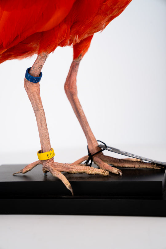 Die Nahaufnahme der Füße eines ausgestopften Scharlach-Ibis mit kräftigem orangefarbenen, rötlichen Gefieder, präpariert auf einem schwarzen Sockel. Ausgestellt im Bahlmann Showroom in München.