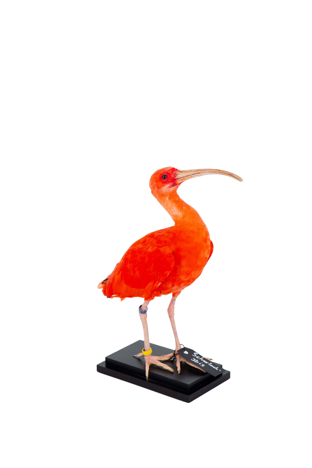 Ein Ganzkörperbild eines ausgestopften Scharlach-Ibis mit kräftigem orangefarbenen, rötlichen Gefieder, präpariert auf einem schwarzen Sockel. Ausgestellt im Bahlmann Showroom in München.