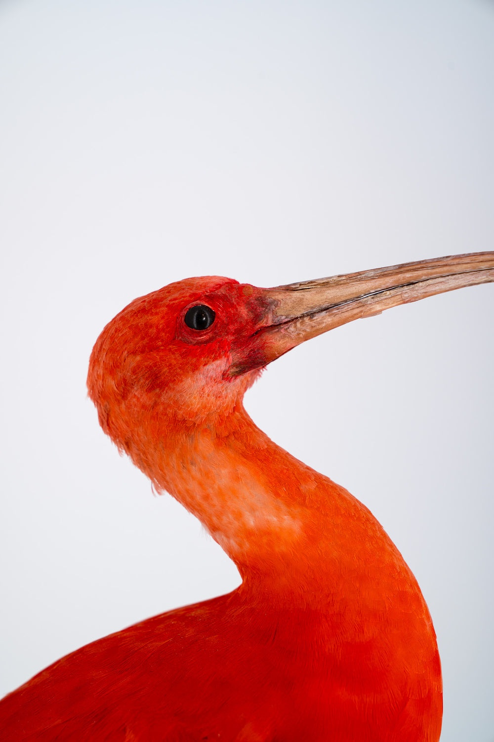 Eine Nahaufnahme des Kopfes eines ausgestopften Scharlach-Ibis mit kräftigem orangefarbenen, rötlichen Gefieder. Ausgestellt im Bahlmann Showroom in München.