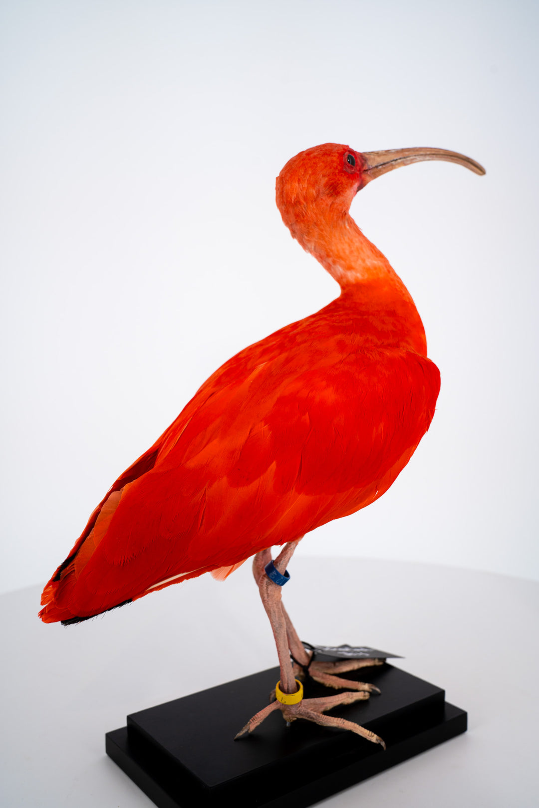 Ein Ganzkörperbild von hinten eines ausgestopften Scharlach-Ibis mit kräftigem orangefarbenen, rötlichen Gefieder, präpariert auf einem schwarzen Sockel. Ausgestellt im Bahlmann Showroom in München.