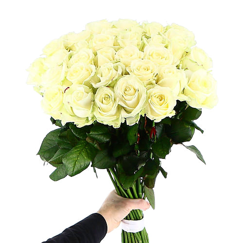 PURE WHITE ROSES