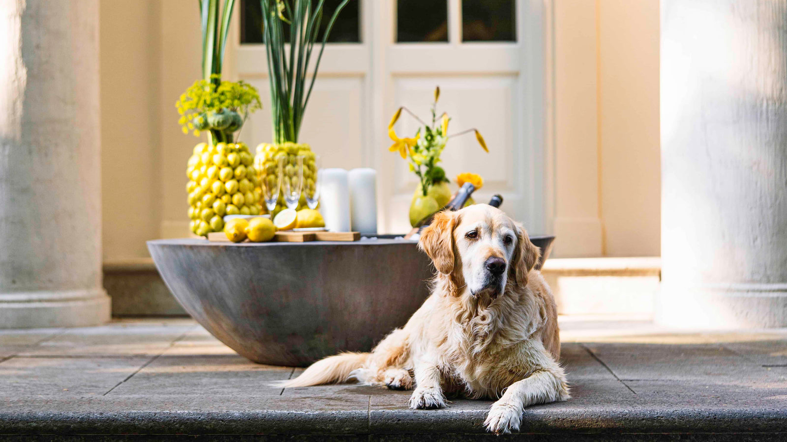 Blumen Bahlmann Familienhund Buddy vor einem Zitronenvasen-Arrangement auf einer Terrasse in München.