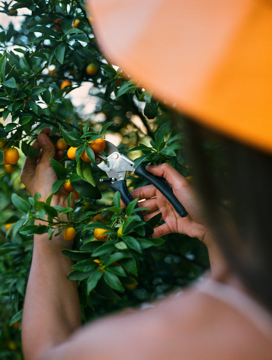 Hochwertige Chop Chop Bloom Gartenschere. Ideal für Gartenarbeit oder auch zum ernten von Früchten. Blumen Bahlmann München