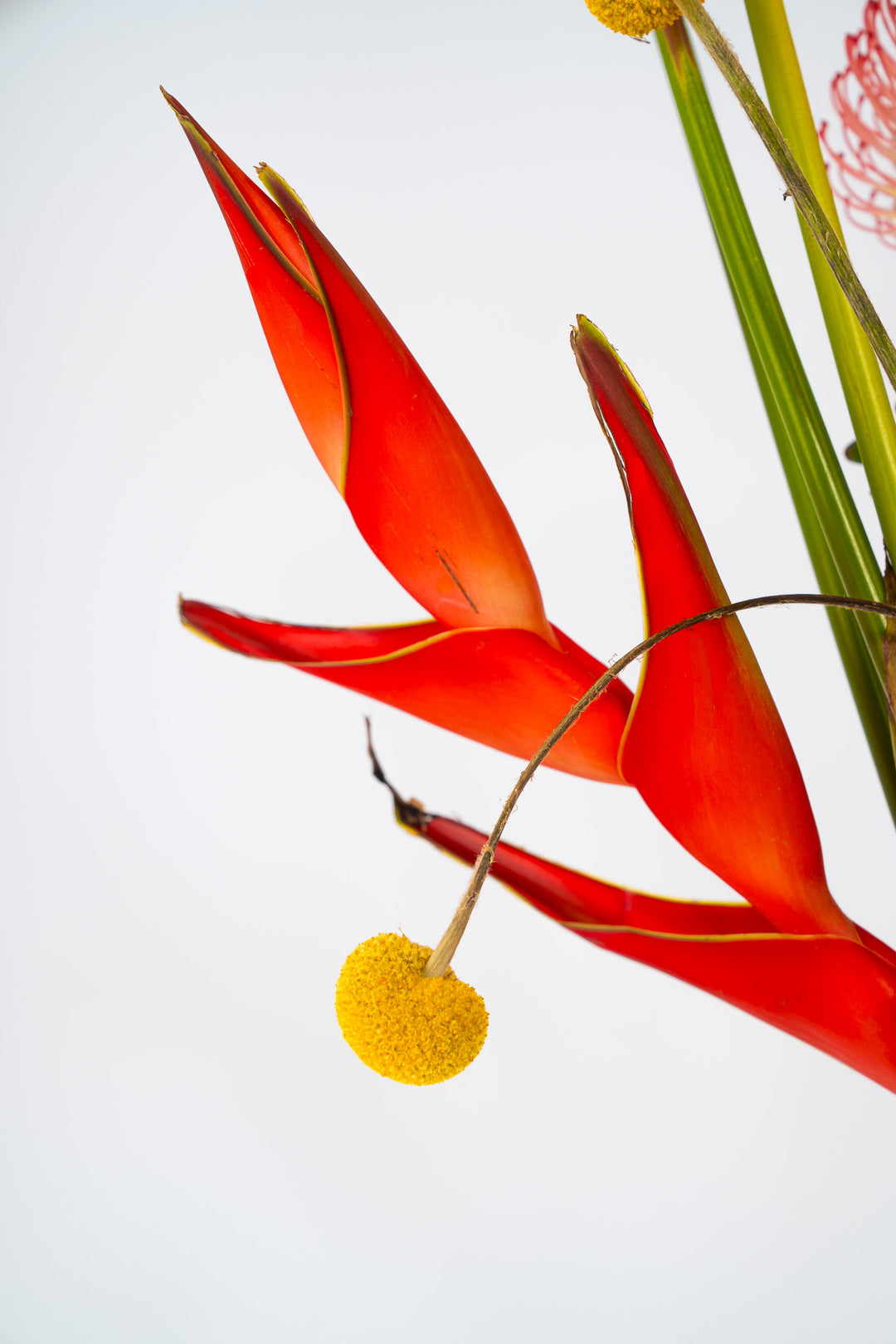 Nahaufnahme einer leuchtend roten Helikonie im handgebundenen Blumenstrauß "Tropical Fire", Blumen Bahlmann München
