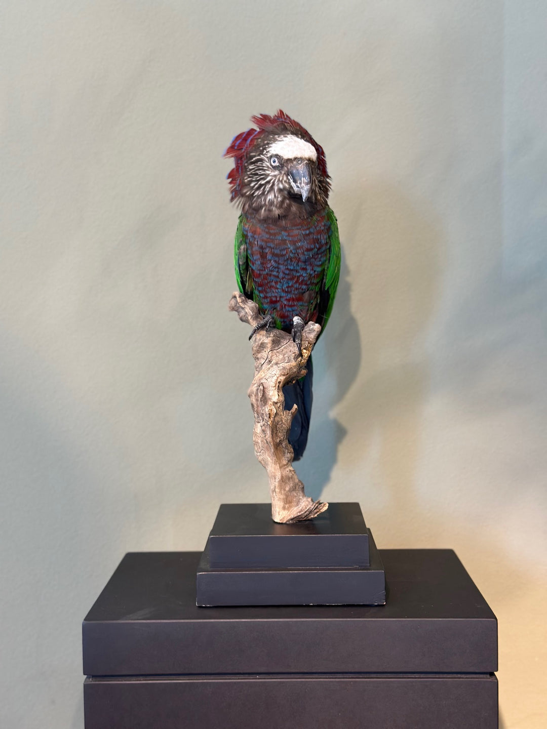 Präparierter Fächerpapagei mit aufgestelltem, rot-blauem Nackenfächer und grünem Gefieder – naturgetreu präsentiertes Exemplar aus zoologischem Bestand. Blumen Bahlmann München