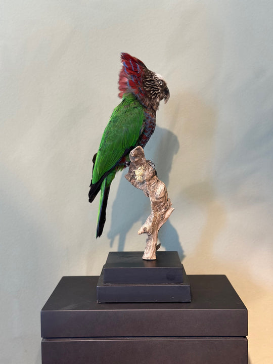 Präparierter Fächerpapagei mit aufgestelltem, rot-blauem Nackenfächer und grünem Gefieder – naturgetreu präsentiertes Exemplar aus zoologischem Bestand. Blumen Bahlmann München