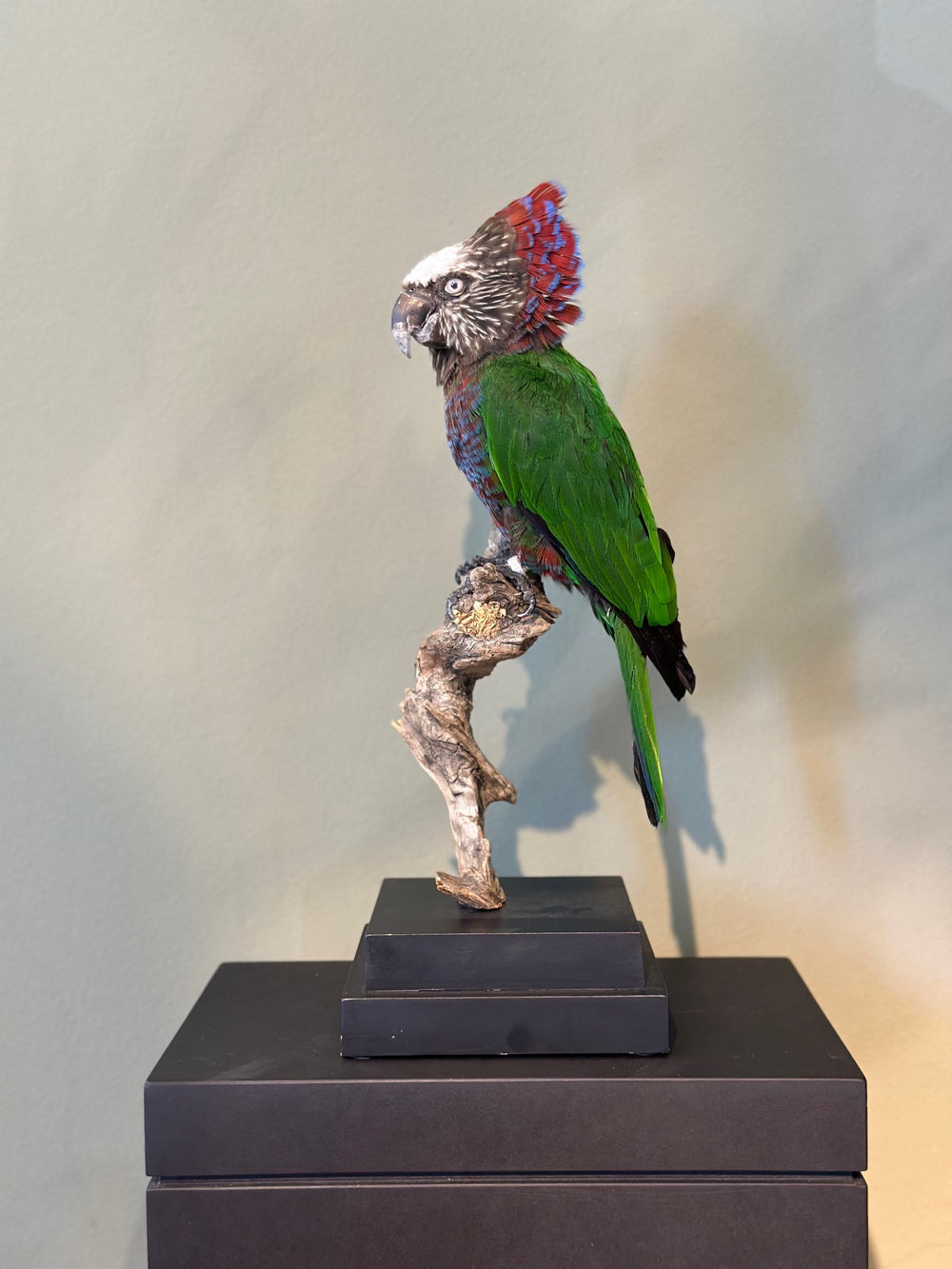 Präparierter Fächerpapagei mit aufgestelltem, rot-blauem Nackenfächer und grünem Gefieder – naturgetreu präsentiertes Exemplar aus zoologischem Bestand. Blumen Bahlmann München
