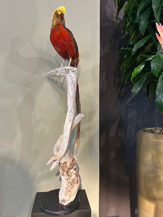 Präparierter Goldfasan mit leuchtend rotem Körper, goldgelbem Schopf und langem, fein gemustertem Schwanz – dekoratives Exemplar mit exotischer Ausstrahlung. Blumen Bahlmann München