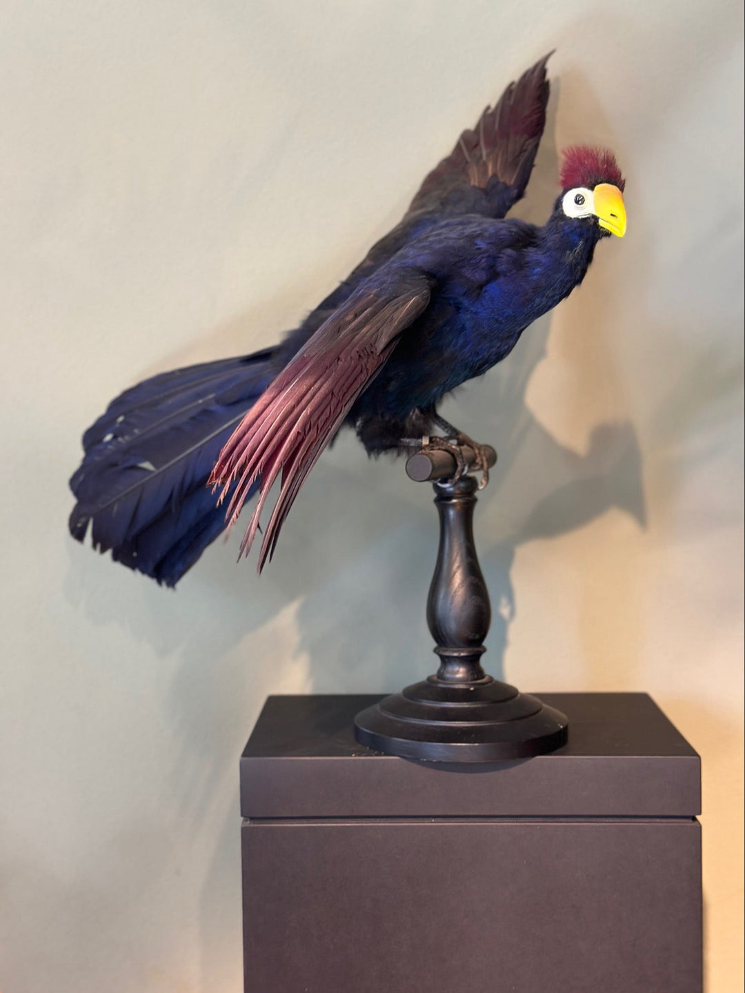 Präparierter Lady Ross’ Turako mit tiefblauem Gefieder, roter Haube und auffälligen roten Flügelfedern – naturgetreu aufbereitetes Exemplar aus zoologischem Bestand. Blumen Bahlmann München