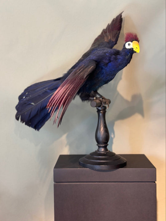 Präparierter Lady Ross’ Turako mit tiefblauem Gefieder, roter Haube und auffälligen roten Flügelfedern – naturgetreu aufbereitetes Exemplar aus zoologischem Bestand. Blumen Bahlmann München