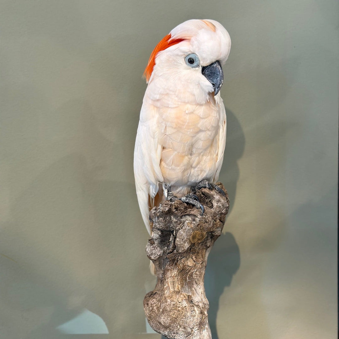 Präparierter Molukkenkakadu mit rosafarbenem Gefieder und aufgefächerter oranger Haube auf dekorativem Sockel – detailgetreues Exemplar aus zoologischem Bestand. Blumen Bahlmann München