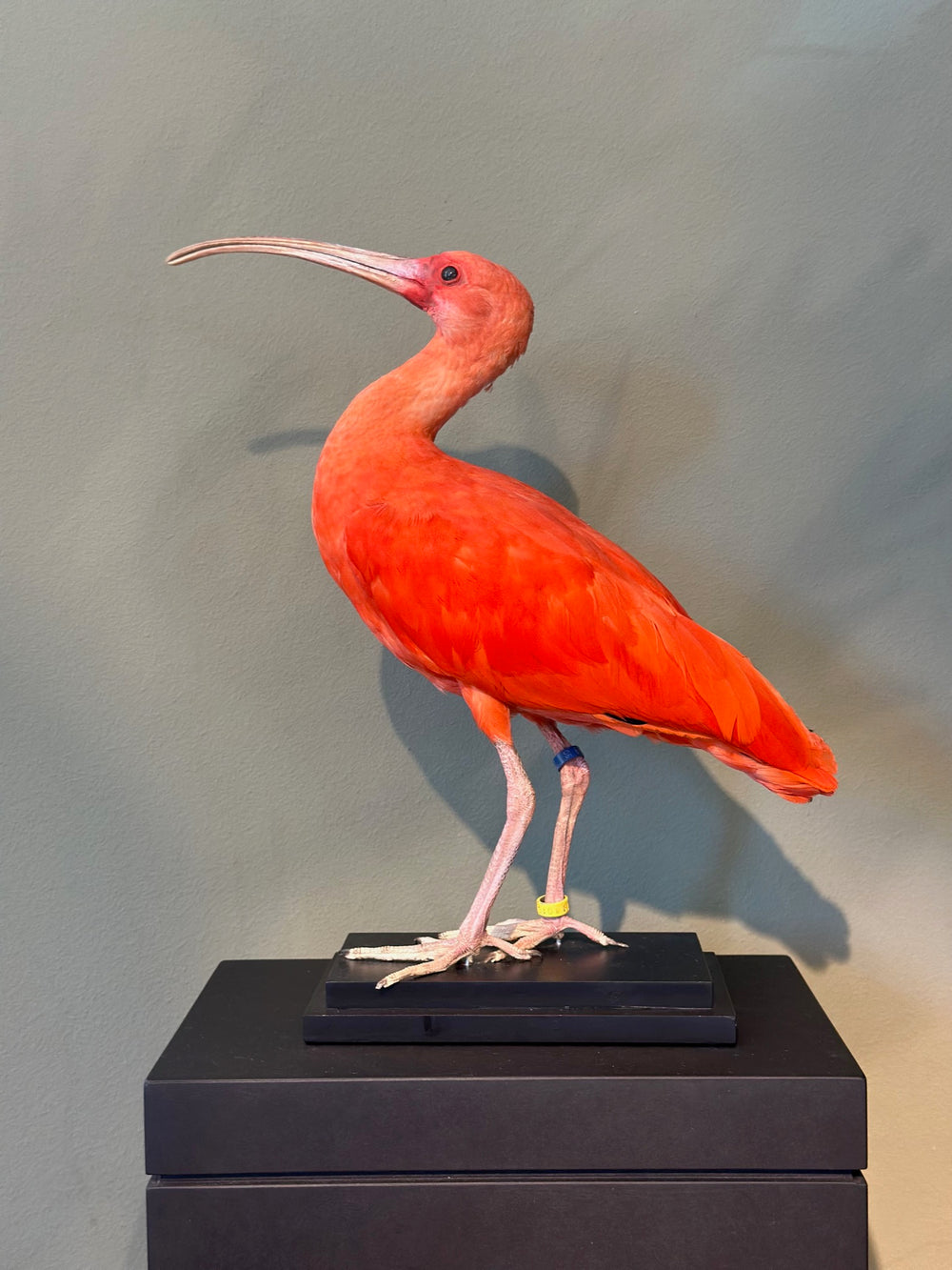 Präparierter Scharlach-Ibis mit intensiv rotem Gefieder und gebogenem Schnabel in aufrechter Pose – naturgetreu aufbereitetes Exemplar aus zoologischem Bestand. Blumen Bahlmann München
