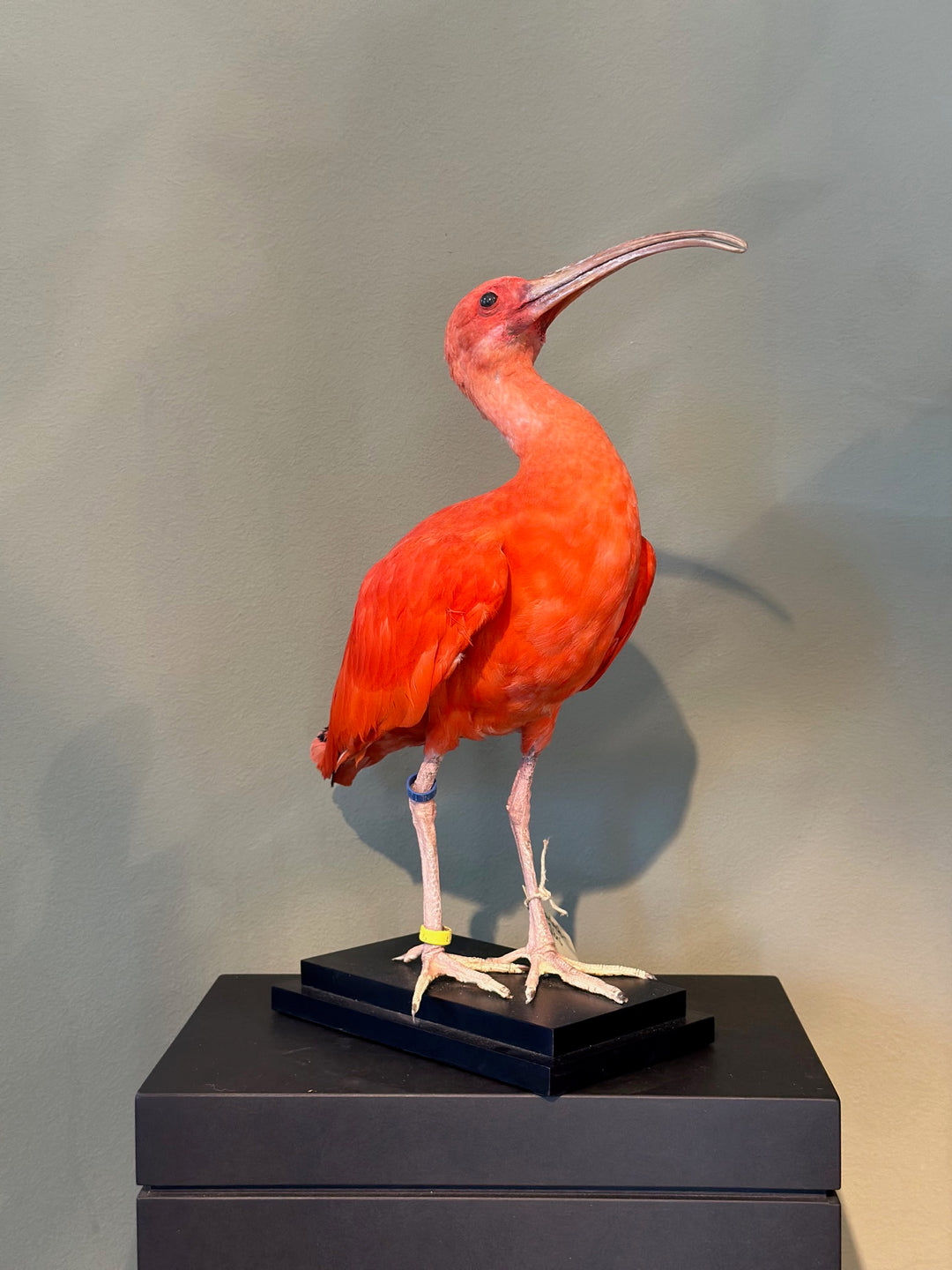 Präparierter Scharlach-Ibis mit intensiv rotem Gefieder und gebogenem Schnabel in aufrechter Pose – naturgetreu aufbereitetes Exemplar aus zoologischem Bestand. Blumen Bahlmann München