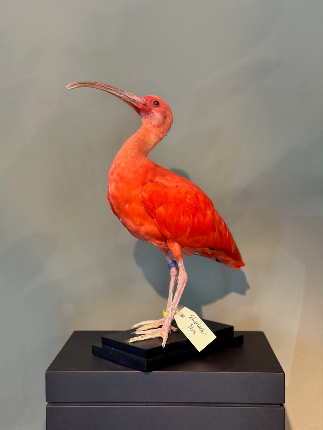 Präparierter Scharlach-Ibis mit intensiv rotem Gefieder und gebogenem Schnabel in aufrechter Pose – naturgetreu aufbereitetes Exemplar aus zoologischem Bestand. Blumen Bahlmann München