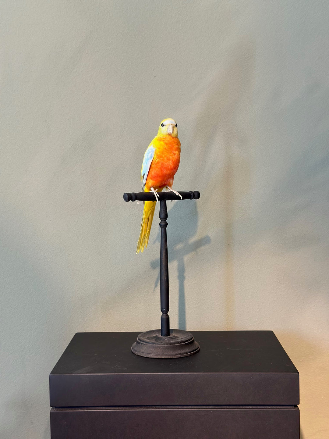 Präparierter Sittich mit farbenfrohem Gefieder in natürlicher Pose auf einem dekorativen Sockel – ethisch gewonnenes Exemplar aus zoologischem Bestand. Blumen Bahlmann München
