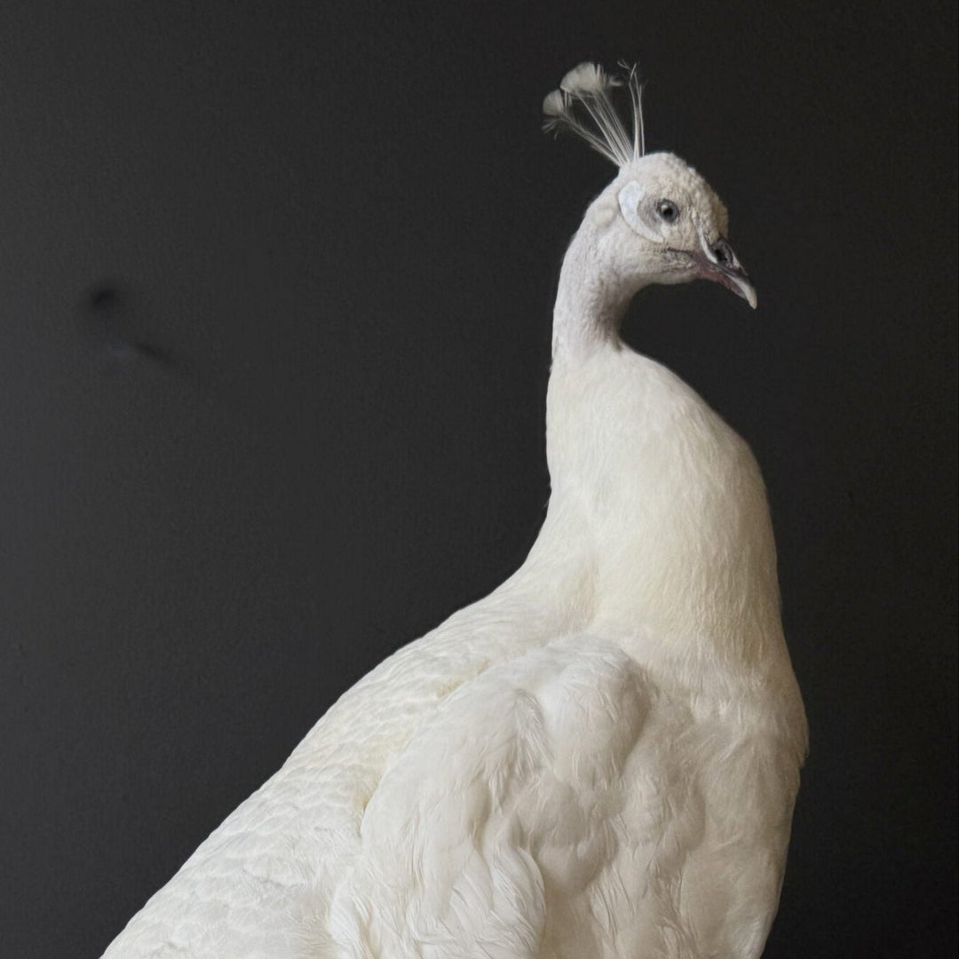 Präparierter weißer Pfau mit vollständig weißem Gefieder und aufgerichteter Krone – kunstvoll aufbereitetes Exemplar aus zoologischem Bestand. Blumen Bahlmann München