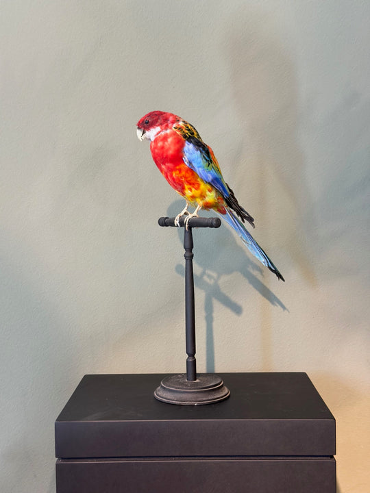 Präparierter Wellensittich mit farbigem Gefieder und typischem Wellenmuster in natürlicher Pose – ethisch gewonnenes Exemplar aus zoologischem Bestand. Blumen Bahlmann München